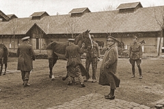 Remontedepot 1939 - enkele officieren aanschouwen een rijpaard.